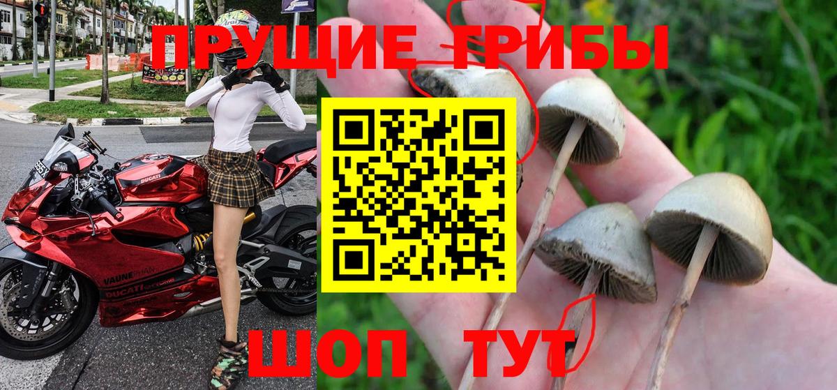 Асино  Галлюциногенные грибы Cubensis  Вход с VPN  Галлюциногенные грибы MAGIC MUSHROOMS 